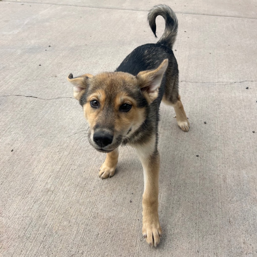 H4 Hamlet, an adoptable Husky in Ashland, WI, 54806 | Photo Image 5