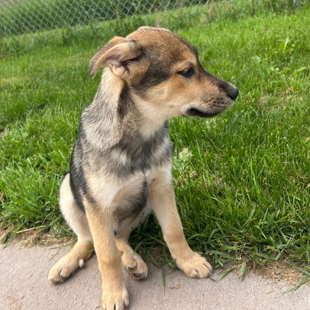 H4 Hamlet, an adoptable Husky in Ashland, WI, 54806 | Photo Image 6