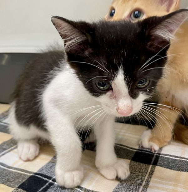Pet Image