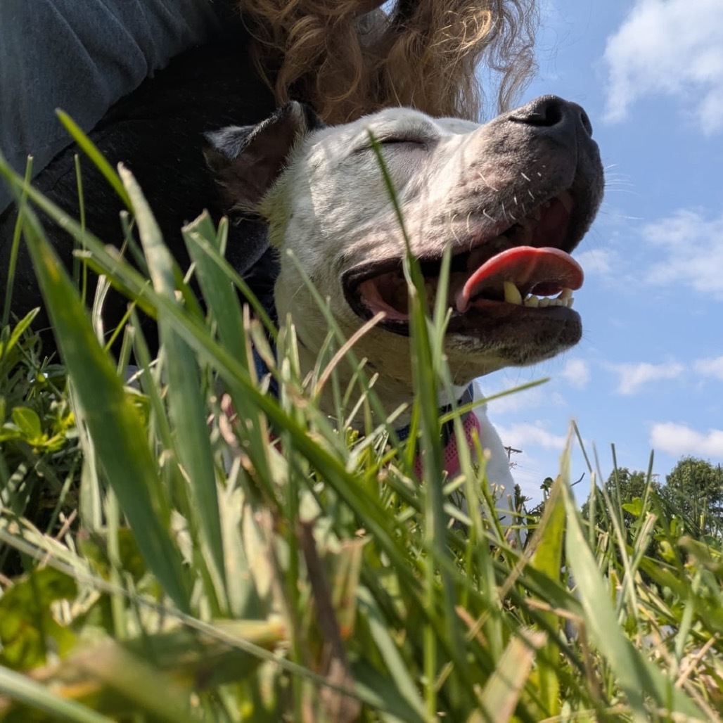 Perdita
