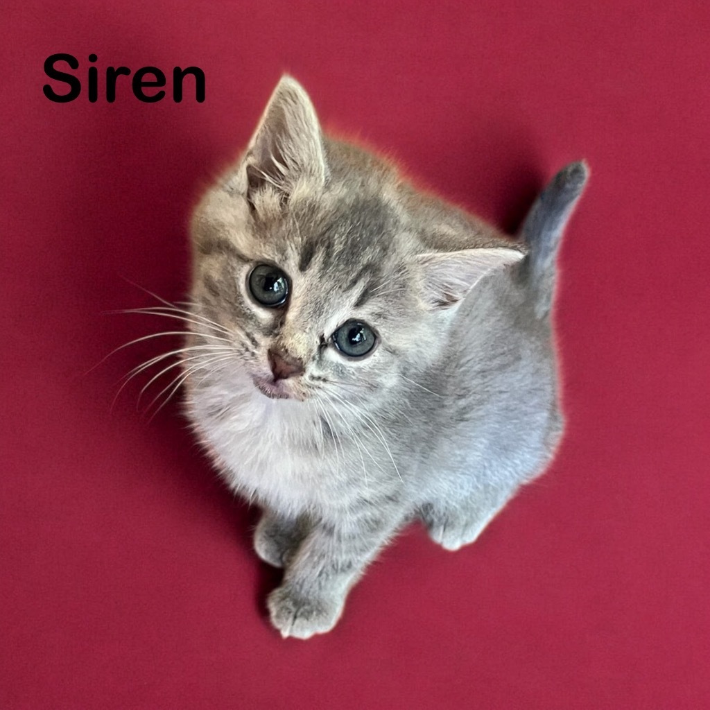 Siren