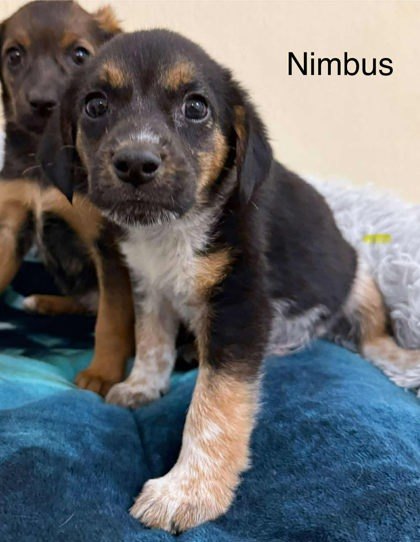 Nimbus