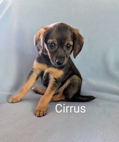 Cirrus