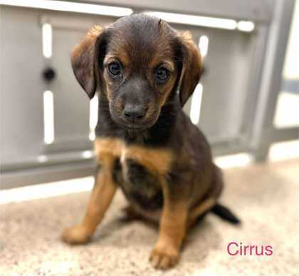 Cirrus