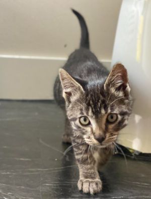 GaMing Ying Domestic Short Hair Cat