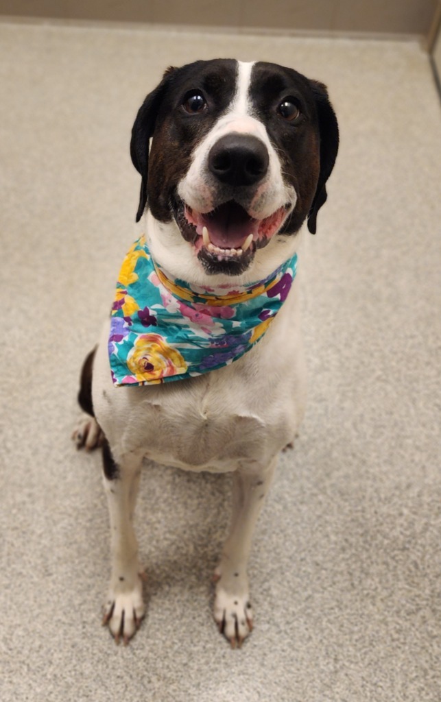 Hazel, an adoptable Hound in Superior, WI, 54880 | Photo Image 1