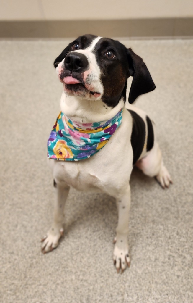 Hazel, an adoptable Hound in Superior, WI, 54880 | Photo Image 2