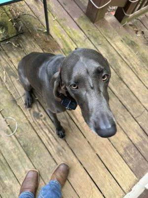 Grits Weimaraner Dog