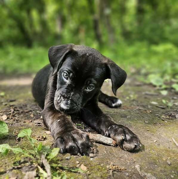 Jedi
