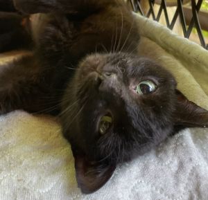 Kira Bombay Cat