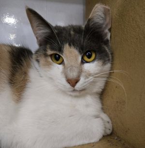 Gianna Dilute Calico Cat