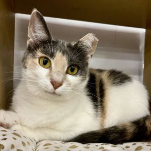 Gianna, Young Female Dilute Calico