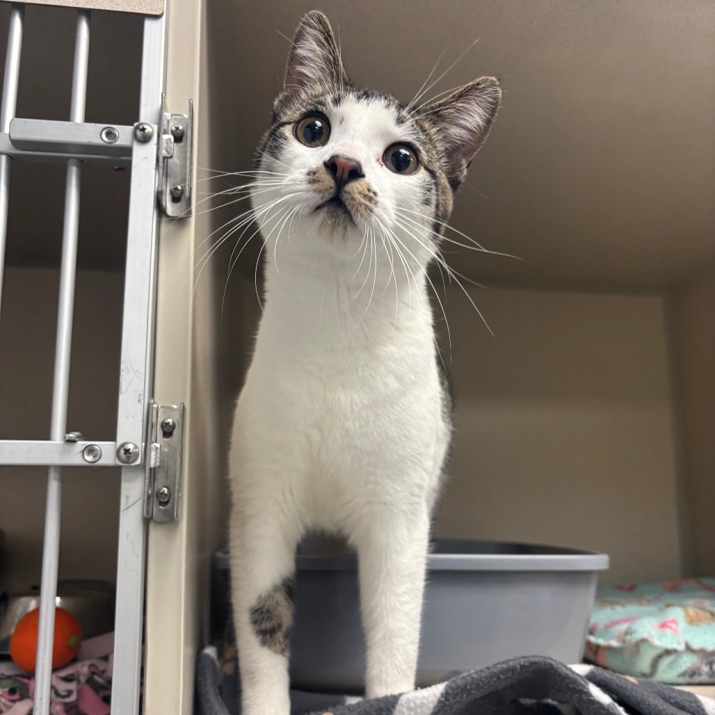 Howard, an adoptable Domestic Short Hair in Great Falls, MT, 59404 | Photo Image 1