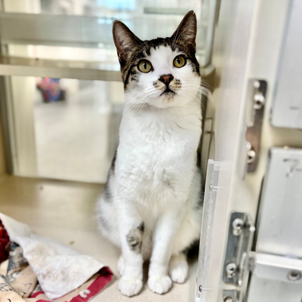 Howard, an adoptable Domestic Short Hair in Great Falls, MT, 59404 | Photo Image 1