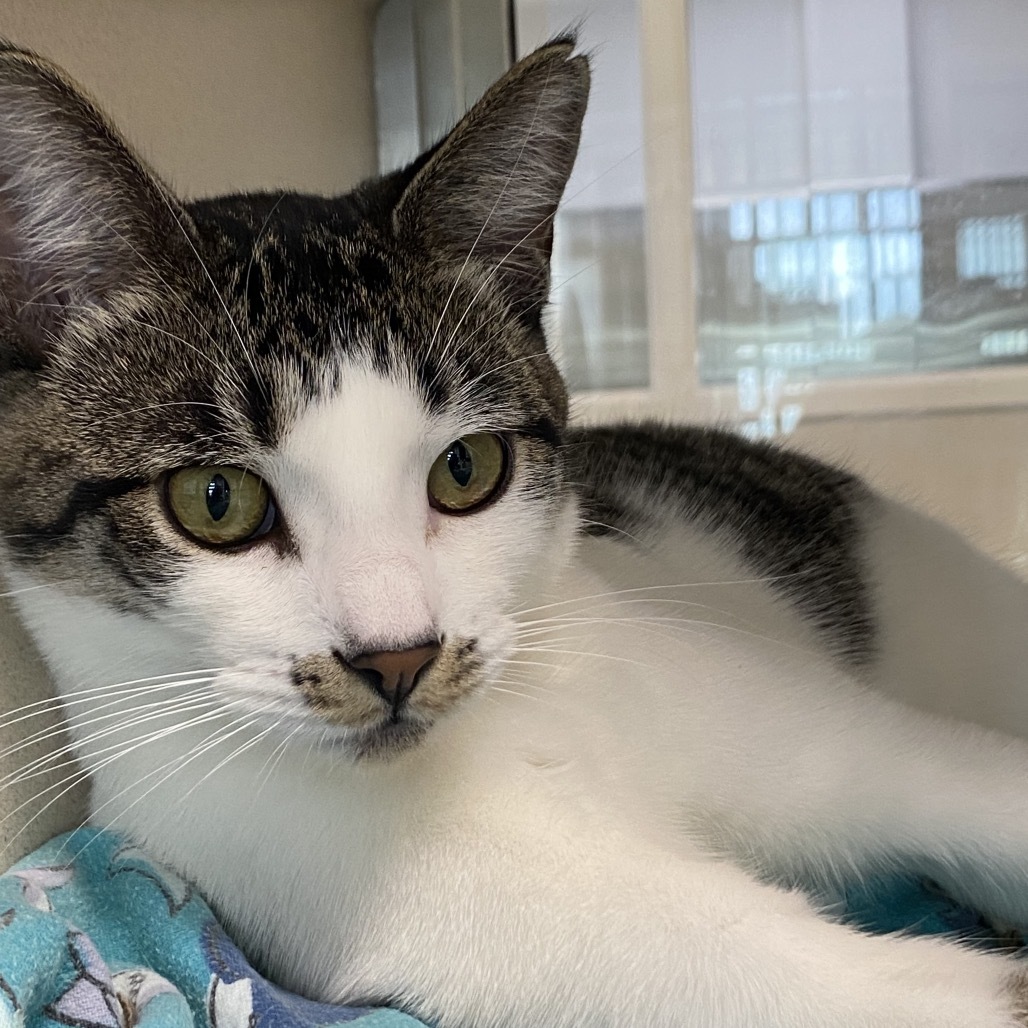 Howard, an adoptable Domestic Short Hair in Great Falls, MT, 59404 | Photo Image 2