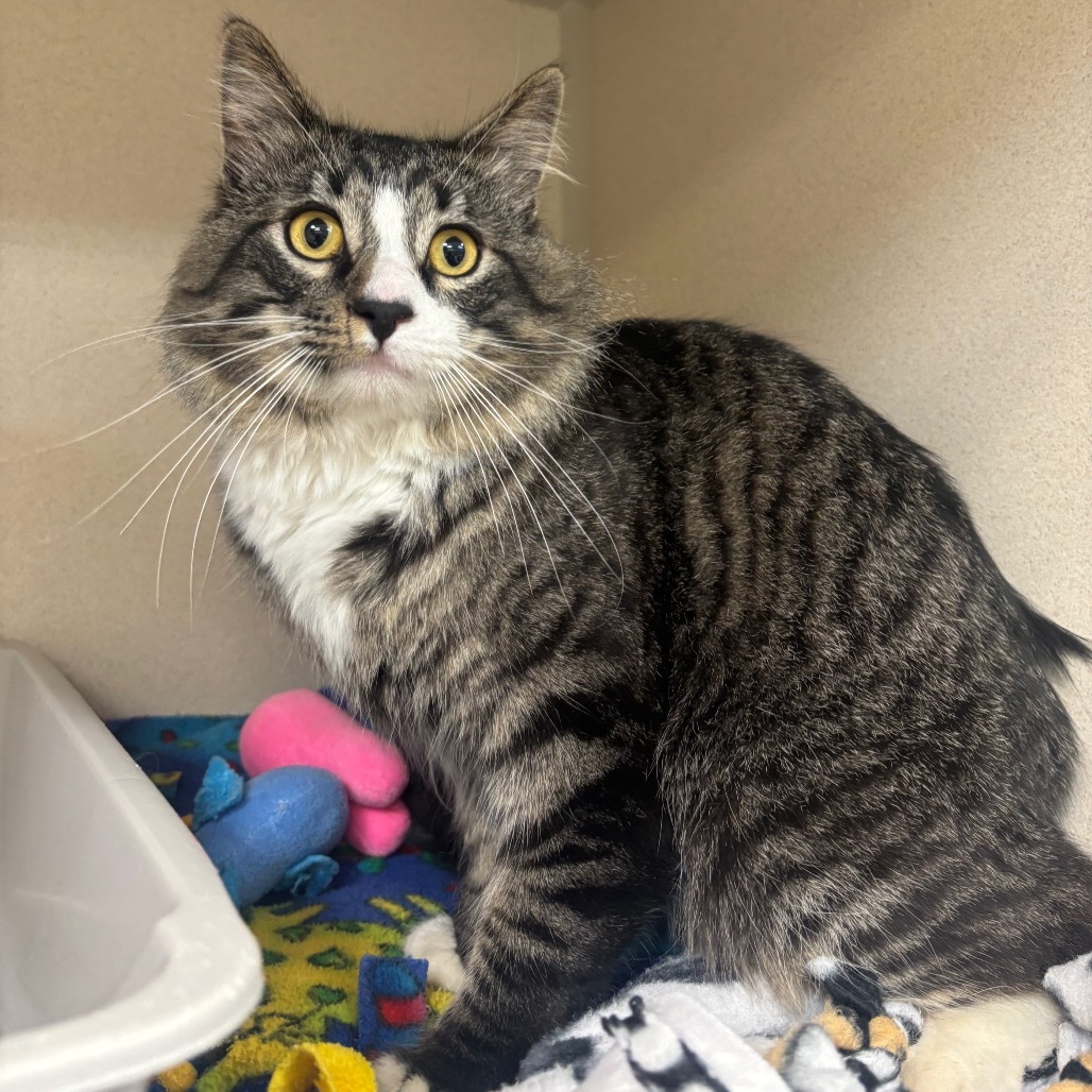 Ham, an adoptable Domestic Medium Hair in Great Falls, MT, 59404 | Photo Image 1