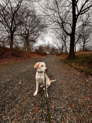 Wolf Jackson Labrador Retriever Dog