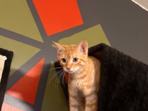 Frito Bandito Tabby Cat
