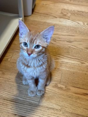 Frito Bandito Tabby Cat