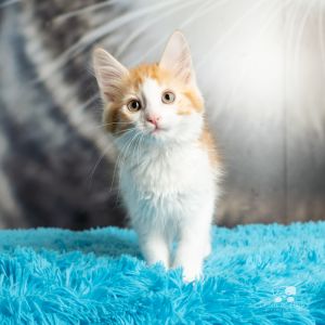 Goose, Baby Male Domestic Medium Hair