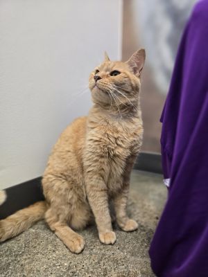 Ella, Adult Female Tabby