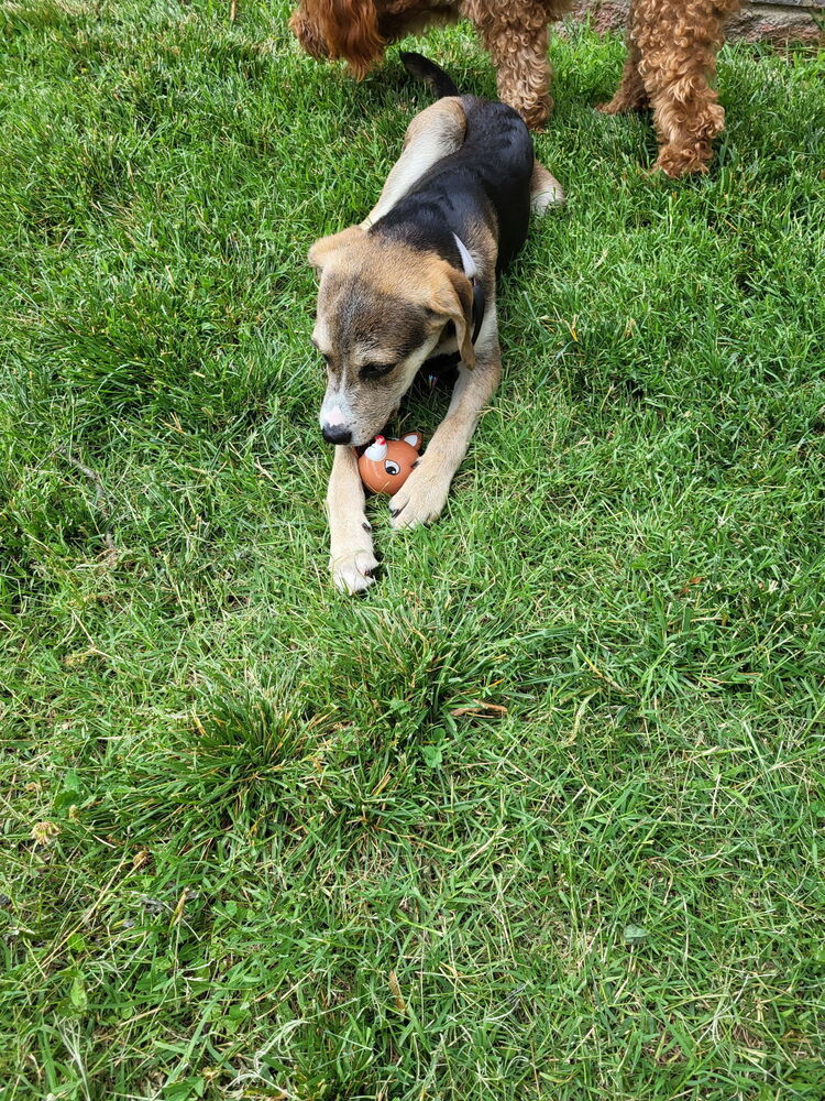 Pup Lottie