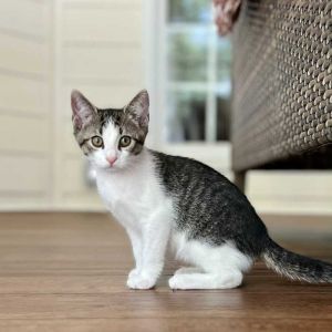Chubby Hubby, Baby Male Domestic Short Hair