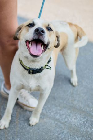 Junie, Adult Female Hound