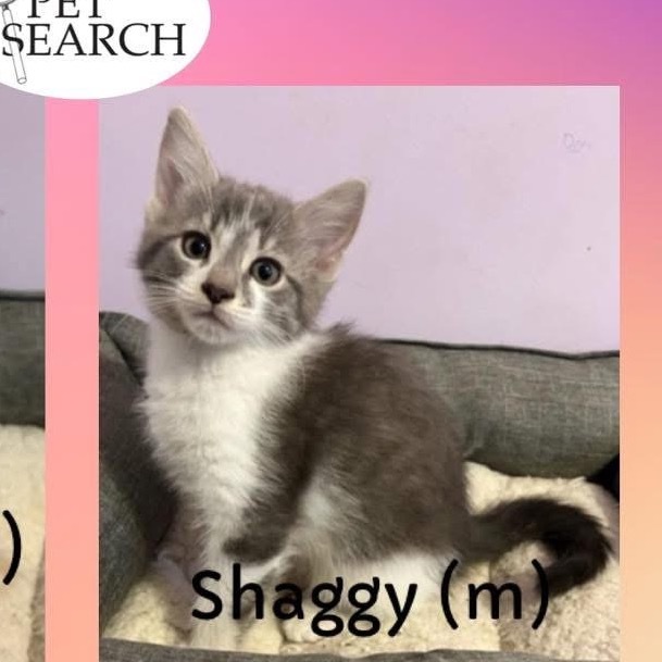 Shaggy