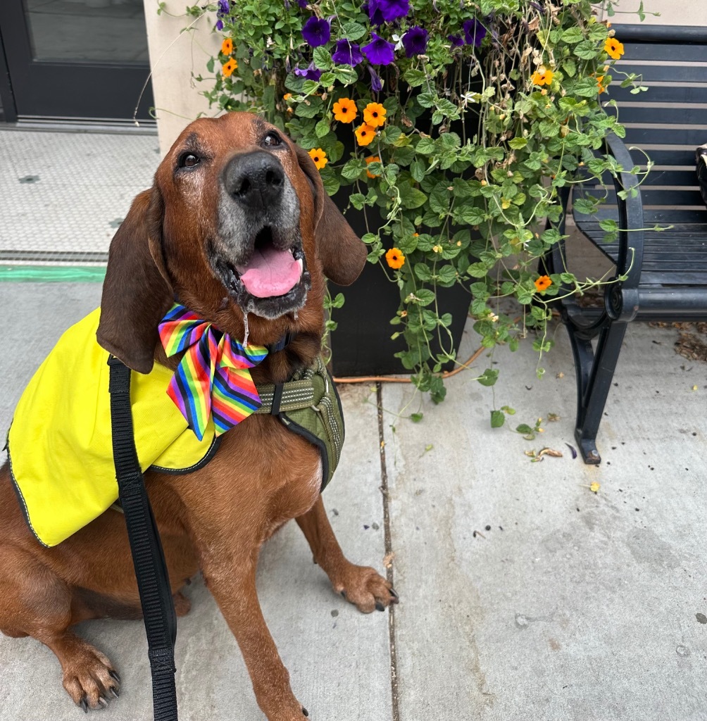Red, an adoptable Coonhound in Logan, UT, 84323 | Photo Image 1
