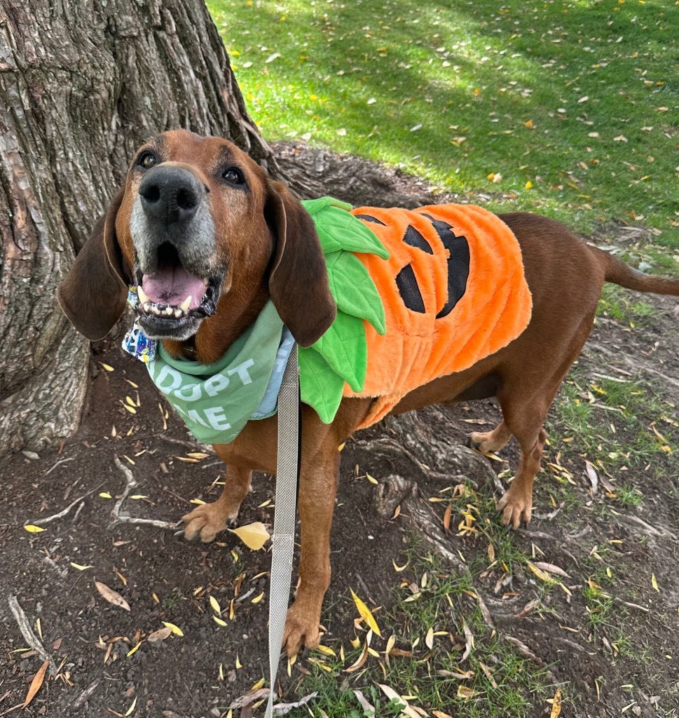 Red, an adoptable Coonhound in Logan, UT, 84323 | Photo Image 1