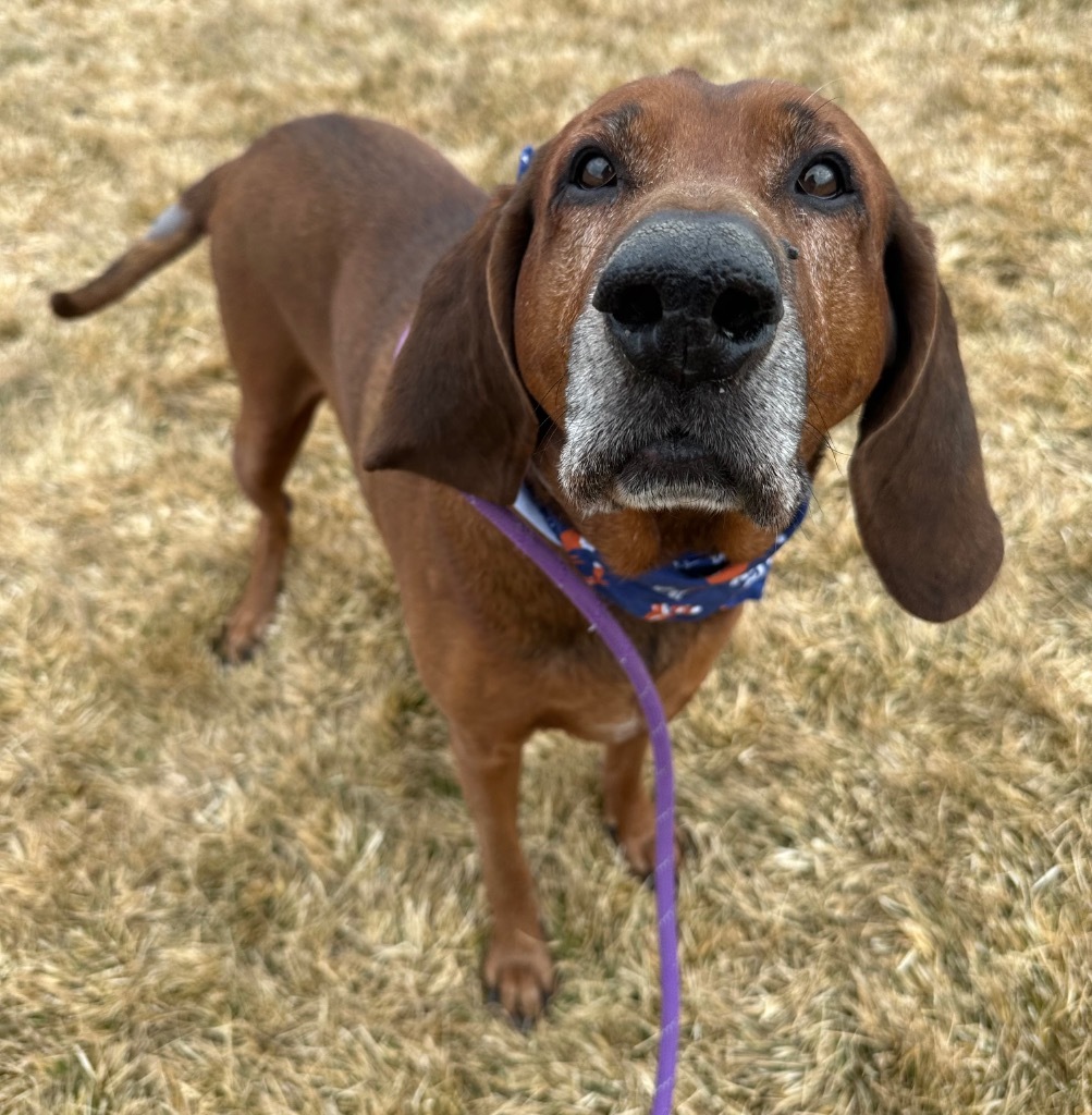 Red, an adoptable Coonhound in Logan, UT, 84323 | Photo Image 2