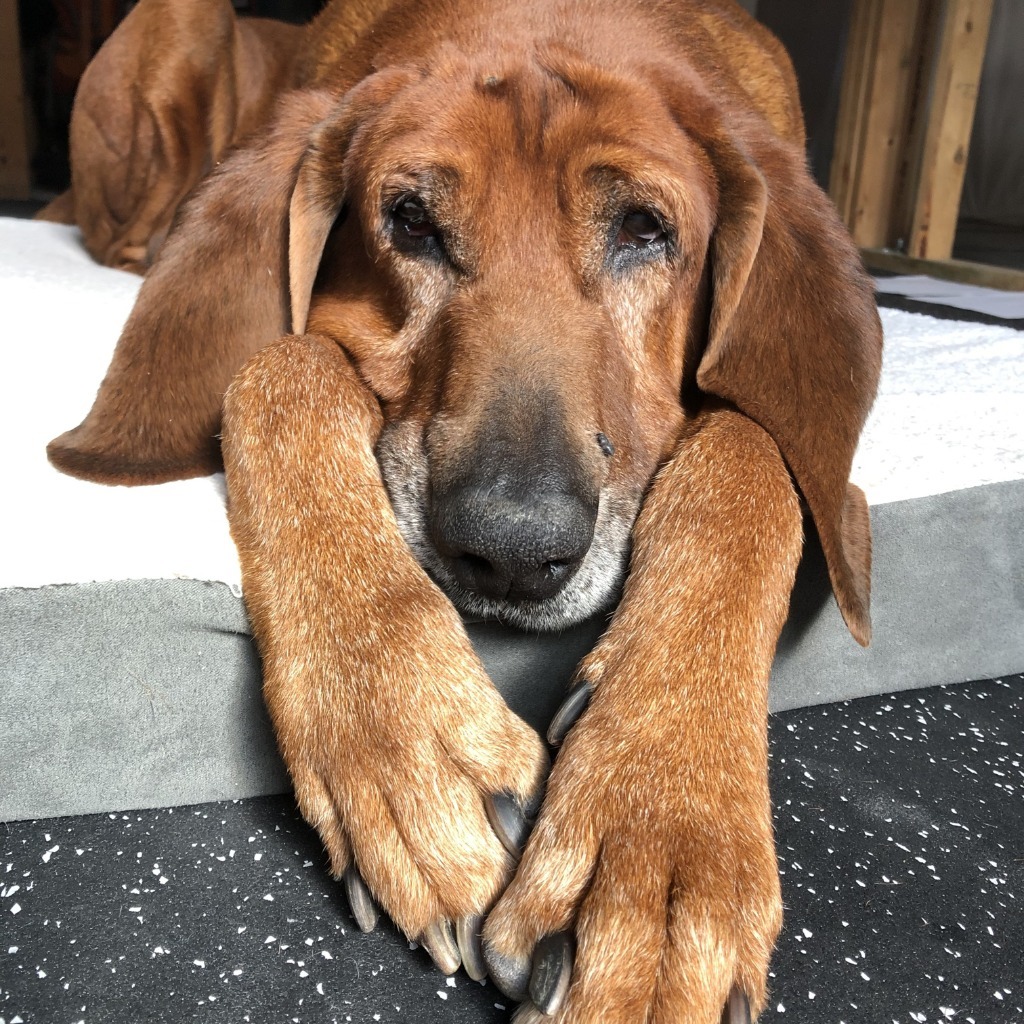 Red, an adoptable Coonhound in Logan, UT, 84323 | Photo Image 3