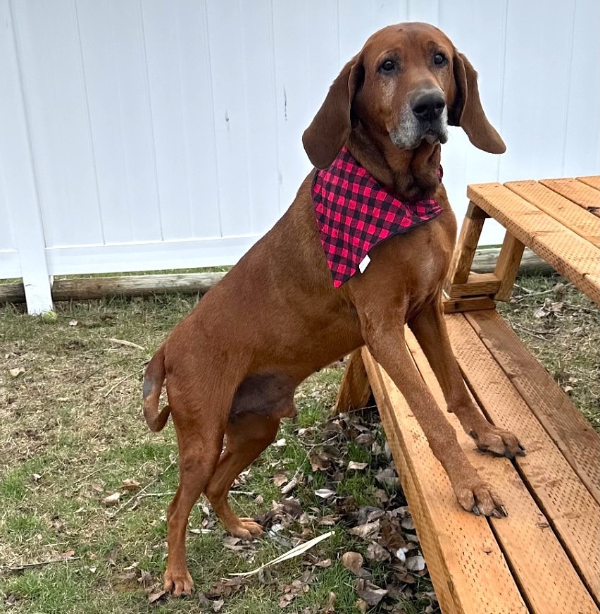 Red, an adoptable Coonhound in Logan, UT, 84323 | Photo Image 4