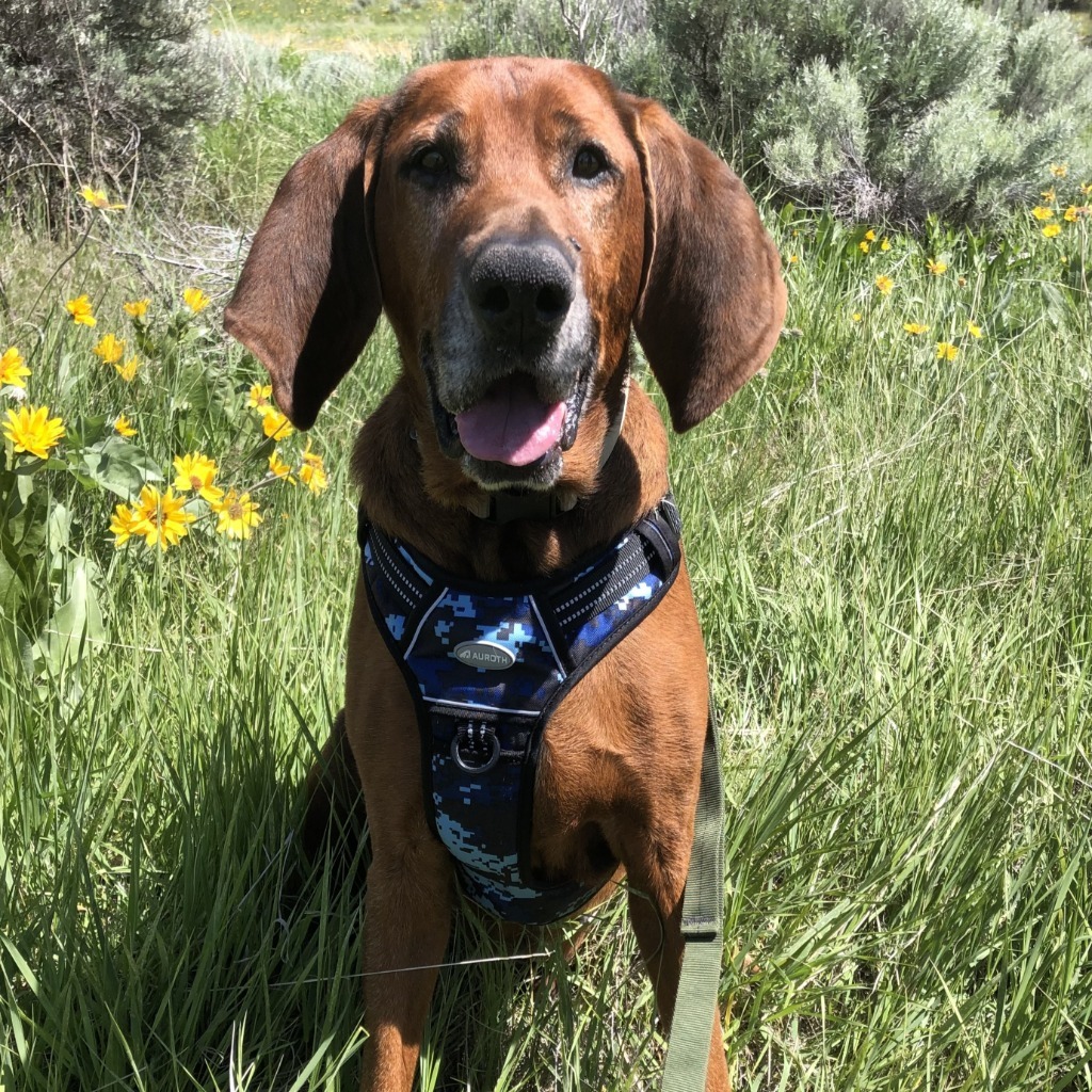 Red, an adoptable Coonhound in Logan, UT, 84323 | Photo Image 5