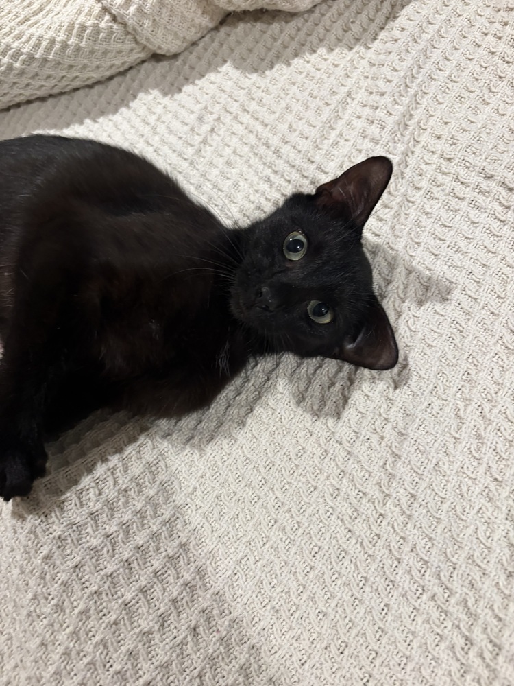 Samantha