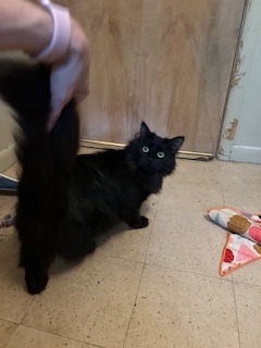 Nyx, an adoptable Domestic Short Hair in Cloquet, MN, 55720 | Photo Image 1