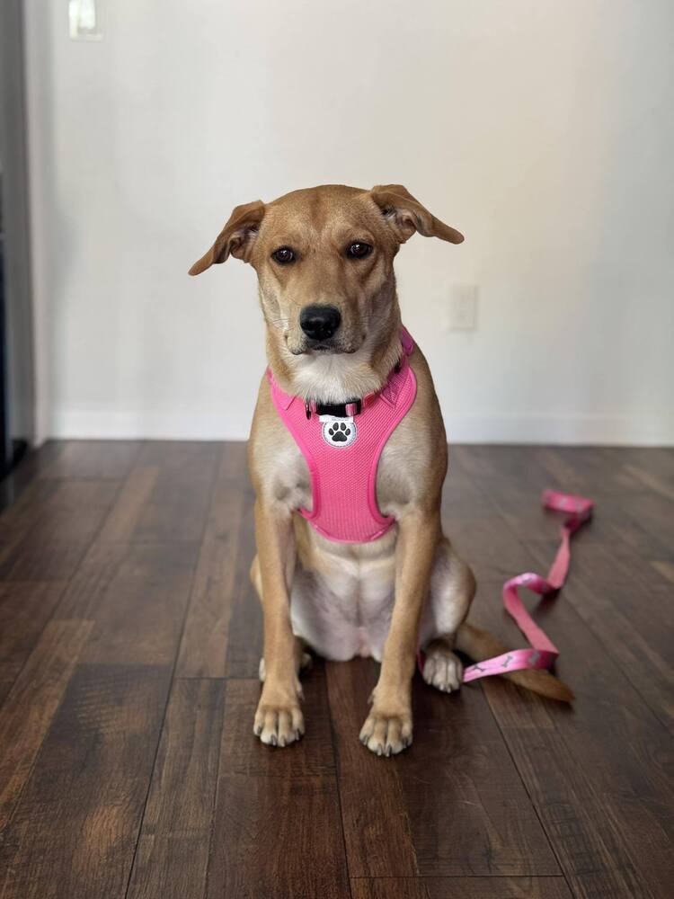 Suzie, an adoptable Mixed Breed in Mandan, ND, 58554 | Photo Image 1