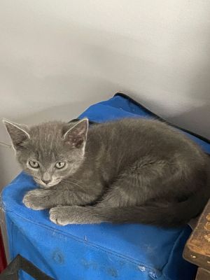 Evelyn, Baby Female Domestic Short Hair