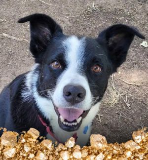Sammy, Senior Male Border Collie