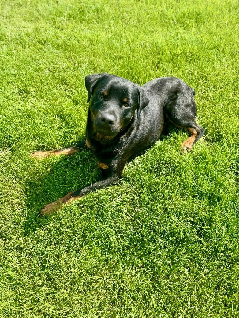 Ivan