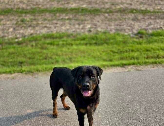 Ivan