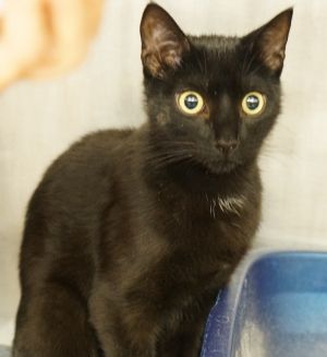 Mojo, Baby Male Domestic Short Hair