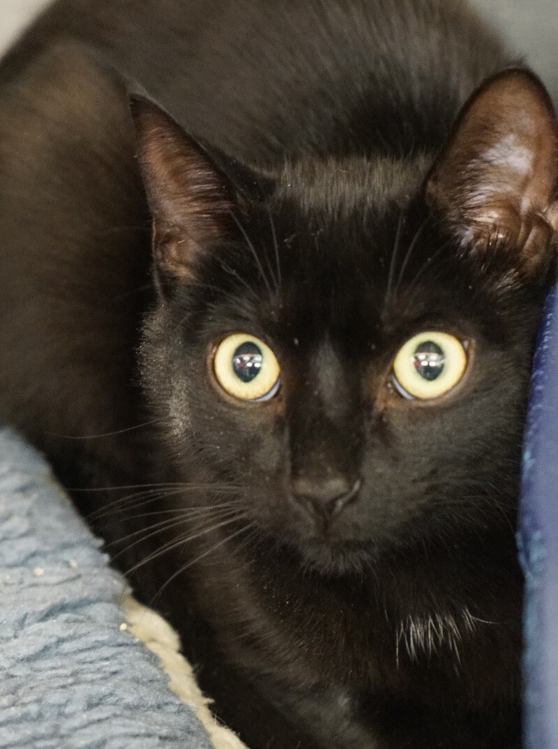 Mojo