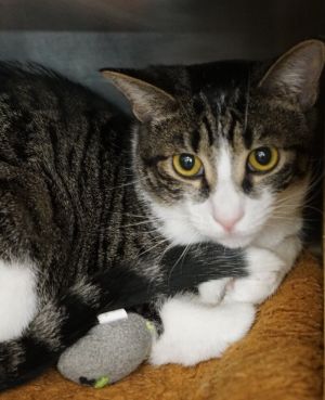 Little, Baby Male Domestic Short Hair