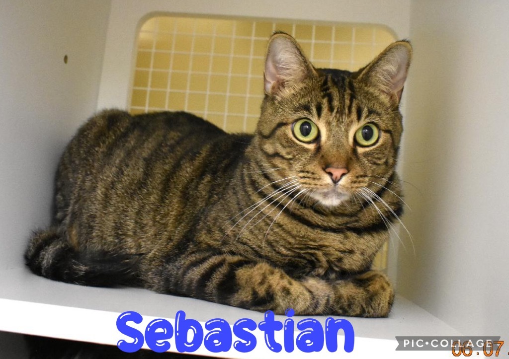 Sebastian