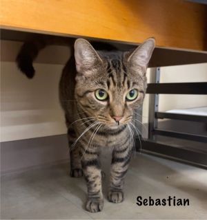 Sebastian, Adult Male Domestic Short Hair