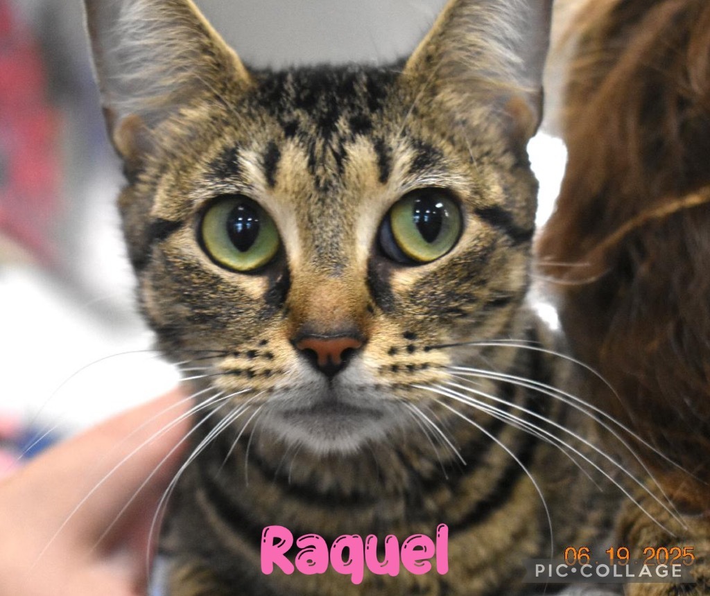 Raquel