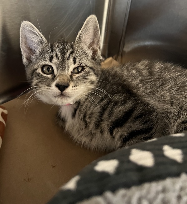 Sheeba, an adoptable Domestic Short Hair in Kennewick, WA, 99336 | Photo Image 1