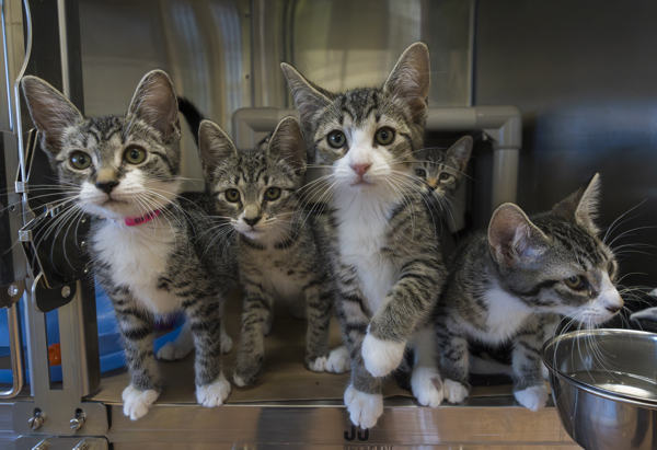 Sheeba, an adoptable Domestic Short Hair in Kennewick, WA, 99336 | Photo Image 3